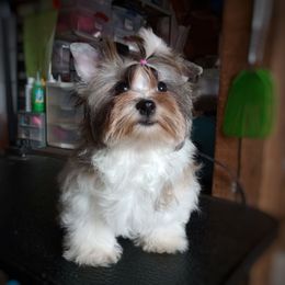 Companion Cross, Mal-Shi, Maltese, Maltipoo, Morkie, and Shih Tzu Puppies from Seeking Shalom Acres Maltese, Maltipoos & Havamalts