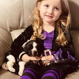 Landseer Female - White and black female Newfoundland puppy in Burfordville, Missouri from Umfleet Farms