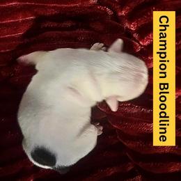 Kiko - Black tri-color male Bulldog puppy in Tremonton, Utah from Snuggle Pups