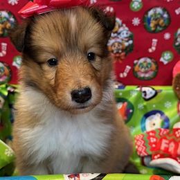 Blitzen - Sable and white female Collie puppy in Carencro, Louisiana from Cajun Bayou's Collies LLC