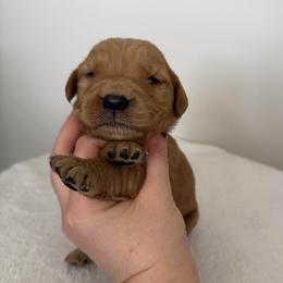 Male 1, Green - Golden male Golden Retriever puppy in Utah from Deseret Peak Goldens