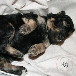 "Buckeye at 3 weeks old" Poodle Puppies from Amazing Grace Standard Poodles