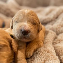 Mama Bear - Apricot female Goldendoodle puppy in Rocky Point, North Carolina from CelticDoods