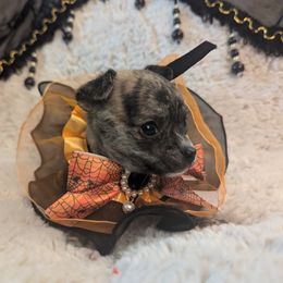 Chihuahua Puppies from ChibiChi