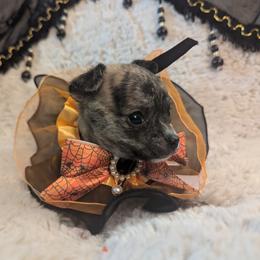 Chihuahua Puppies from ChibiChi
