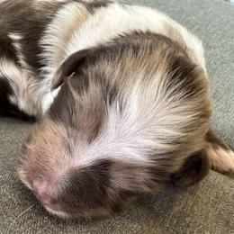 Girl 1 - female Aussiedoodle puppy in Churchville, New York from Bluebird Family Farm