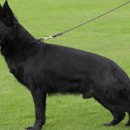 German Shepherds from K9 Germany