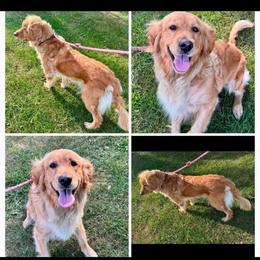 Cedar - Golden Retriever