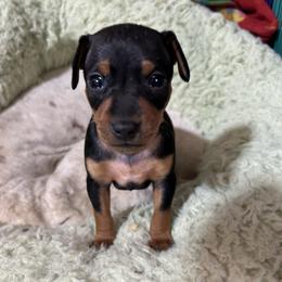 Boy 2 - Black and rust male Miniature Pinscher puppy in Humboldt, Arizona from Nizhoni Miniature Pinschers of ARIZONA
