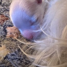 Maltese - White female Maltese puppy in Houston, Texas from The Royal Furbabies
