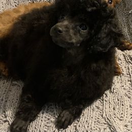 Cockapoo and Poodle Puppies from Top Shelf Toy Dogs