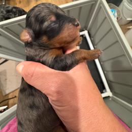 Orion - Blue merle male Bernedoodle puppy in Rock Hill, South Carolina from LolliPop Farms