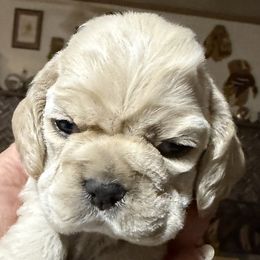 Girl 1 - Buff female Cocker Spaniel puppy in Victor, Montana from Stargazer Kennel