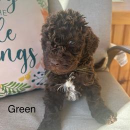 Boy ( green) - Chocolate male Labradoodle puppy in Lowville, New York from Pleasant View Labradoodles and micro cockapoos