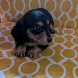 Girl 2 - Black and cream female Dachshund puppy in Wortham, Texas from Amber's Mini Weenies