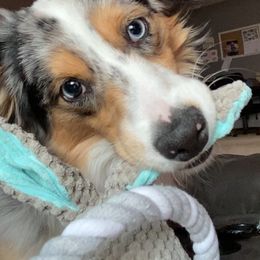 Miniature Australian Shepherd and Toy Australian Shepherd All Grown Up from Elk Creek Aussies
