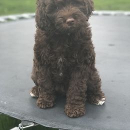 Goldendoodle Puppies from Magic Valley Goldendoodles