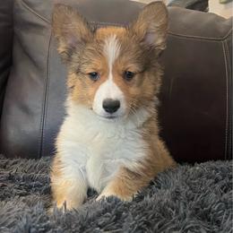 MN - M2 - Sable male Pembroke Welsh Corgi puppy in Stockton, Iowa from Infinity Corgis
