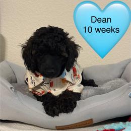 Dean - Sable male Poodle puppy in Bedford, Texas from S.H.A.R.P.’s Toy Poodles