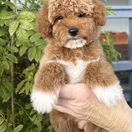 Bernedoodle, Cavapoo, and Goldendoodle Puppies from Adored Poodle & Doodles