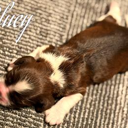 Bluey - Brown and white male Cocker Spaniel puppy in Clinton, Oklahoma from Enchanted Spaniels