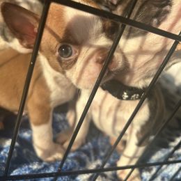 Boston Terrier Puppies from Bosco’s Bostons