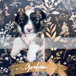 Graham - Sable and white male American Corgi puppy in Greenwood, Indiana from Witch Creek Corgis