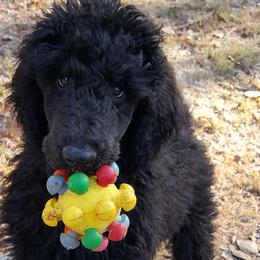 Poodles from Amberly Standard Poodles