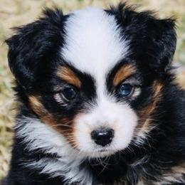 Australian Shepherds and Miniature American Shepherds from Heart2Heart Pups LLC