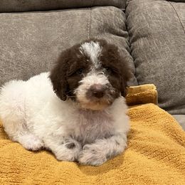 Girl 5 - Chocolate Labradoodle puppy in Texas from Freedom Pines Doodles