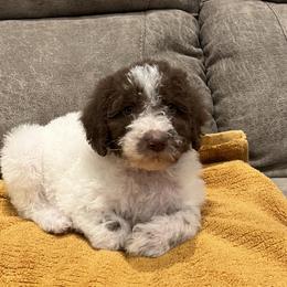 Girl 5 - Chocolate Labradoodle puppy in Texas from Freedom Pines Doodles