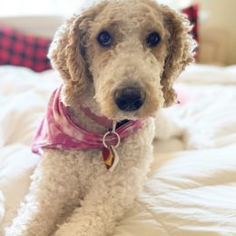 Goldendoodles from Pinkdoodle Tails