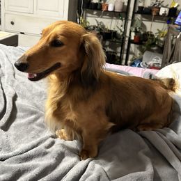 Mr RD Picklepants - Dachshund