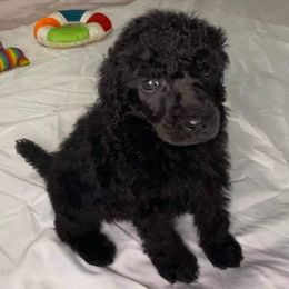 Poodles from Kelley Standard Poodles