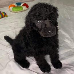 Poodles from Kelley Standard Poodles