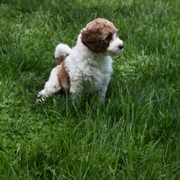 Australian Labradoodle Puppies from Frosty Hill Australian Labradoodles
