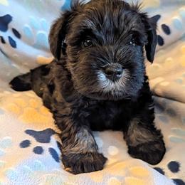 Boy 4 - male Miniature Schnauzer puppy in Monroe, Virginia from Stadtler Miniature Schnauzers
