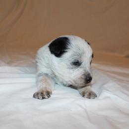 Tisas - Blue speckled female Australian Cattle Dog puppy in Willamina, Oregon from Cherished Chihuahuas