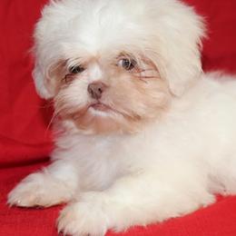 Lenny - Cream and white male Shih Tzu puppy in Tampa, Florida from Fancy Shih Tzus Florida