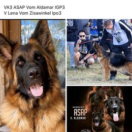 German Shepherd Puppies from Goldkuste German Shepherds