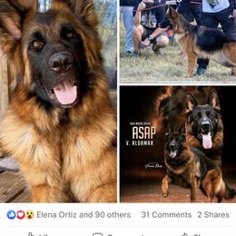 German Shepherd Puppies from Goldkuste German Shepherds