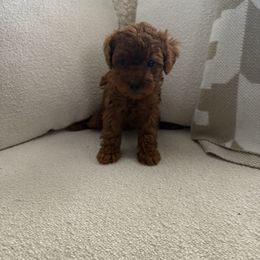 Ruby - Red  female Poodle puppy in Fresno, California from Bri’s Toy Poodles