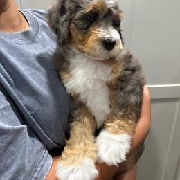 Abel - Blue merle male Bernedoodle puppy in Oologah, Oklahoma from Timber Hills Poodles and Doodles
