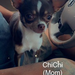 Chihuahuas from Guardian’s of the Chihuahuas