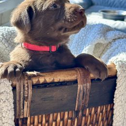 Labrador Retriever Puppies from Bulleit Breeders
