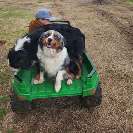 Miniature Australian Shepherds from Star B Cattle and Aussies
