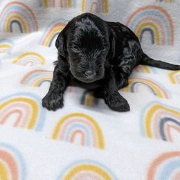 Aussiedoodle, Australian Shepherd, Bernedoodle, Cockapoo, and Poodle Puppies from Sis' Doodles & Poodles