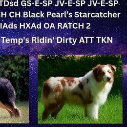 Hennesy - Australian Shepherd