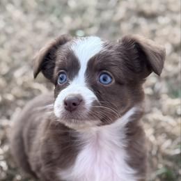 Bingo - Red tri female Toy Australian Shepherd puppy in Caddo Mills, Texas from R & W Aussies