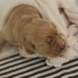 Yogi - Dark golden male Golden Retriever puppy in Idaho Falls, Idaho from Brinton Goldens